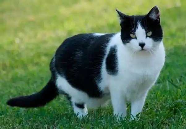 中国5大优秀猫咪一点都不比洋猫差你有正在养吗