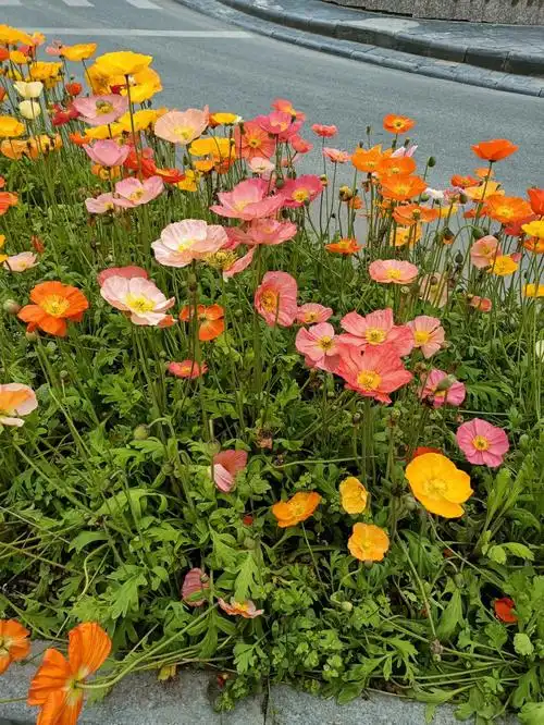 路边的花也很美哦