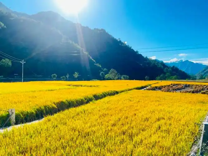 阳光映照下阡陌相连,整齐划一的稻田放眼望去图源|张昌军11城口"金秋