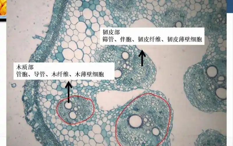 8马炜梁植物学第二版——输导组织和分泌组织