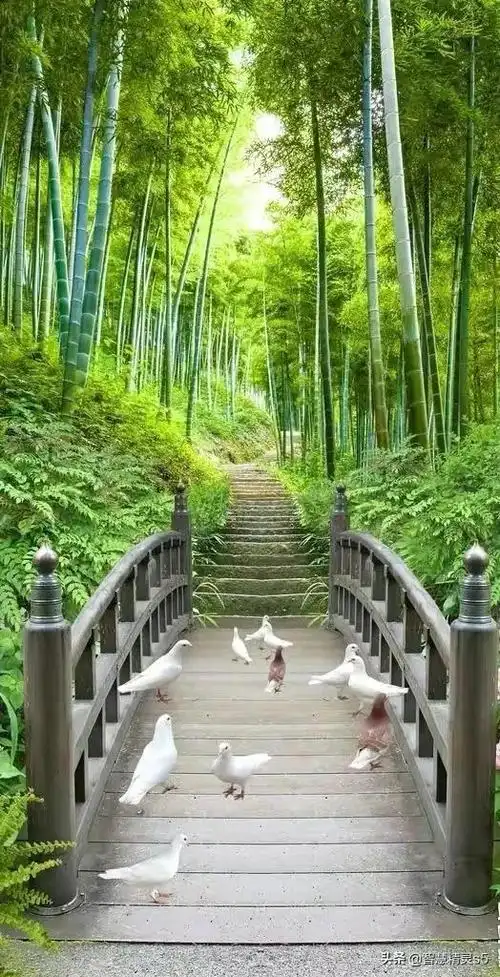 竹海漫步,路闻叶馨|竹林|世外桃源|幽谷|群山_网易订阅