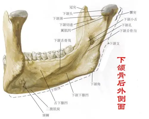 下颌骨后外侧面观