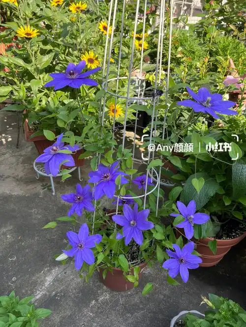 铁线莲之巴黎风情