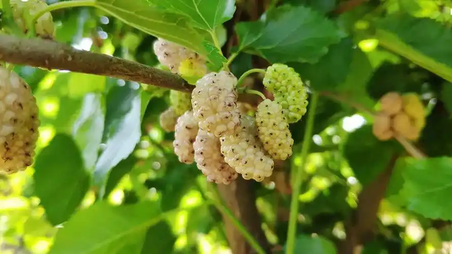 稀奇神秘品种白桑葚曝光快来尝鲜