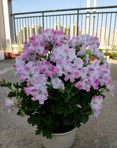 养一盆大花天竺葵吧,这个品种名叫"德利",很艳丽花色,植株直立紧凑,叶