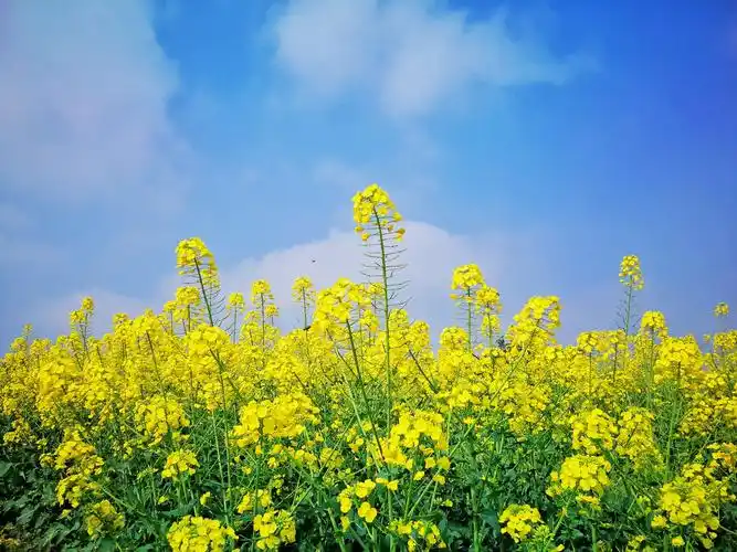 油菜花(3月3日拍于壁山大兴镇)
