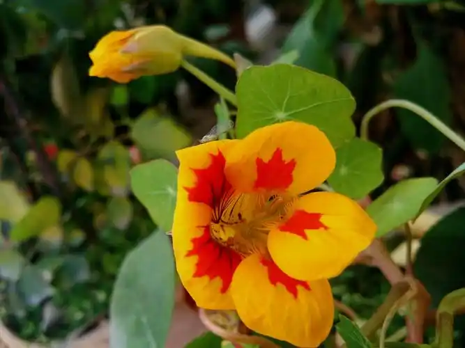 发现生活之美# 深秋/旱金莲