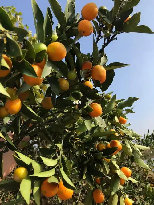 正在摘金桔92,野生的,野生的,喜欢的找我