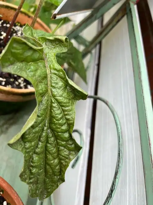 非洲菊这是怎么了呢