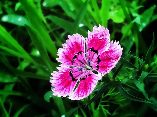 花草随拍(11)/石竹