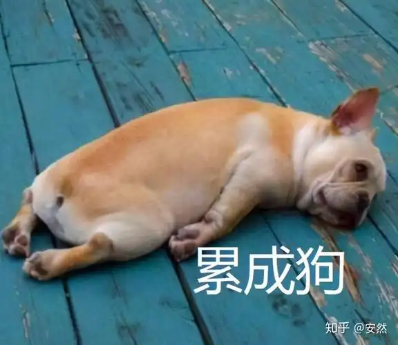 我给我妈发了一个狗的表情包,配文累成狗,我妈以为我骂她是狗,跟我气