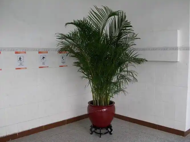 薄肥勤施我们在栽种,或者是翻盆凤尾竹的时候,可以在花盆的底部添加