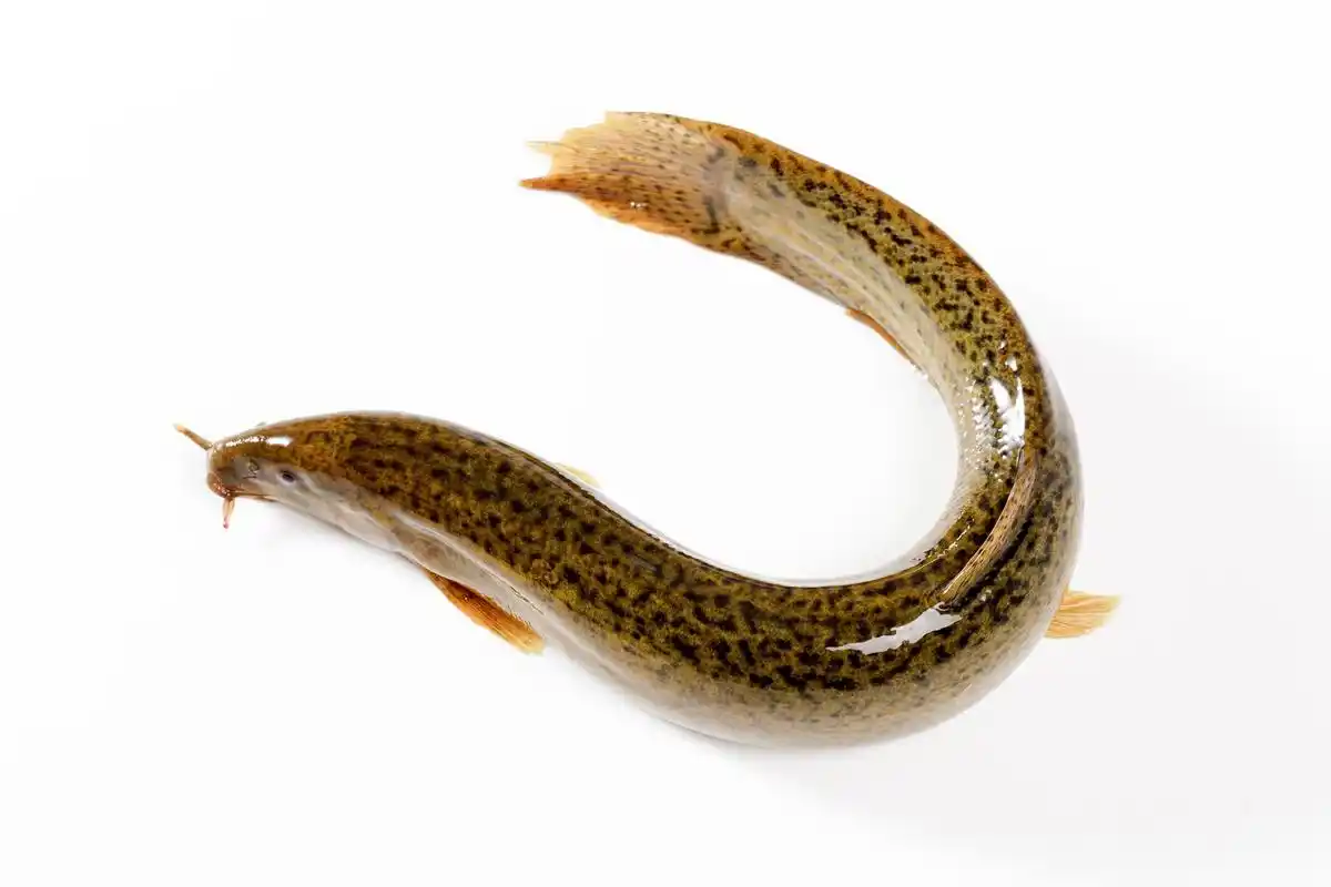 养泥鳅的水深应该控制在多少 养泥鳅的水深应该根据实际情况而定,但