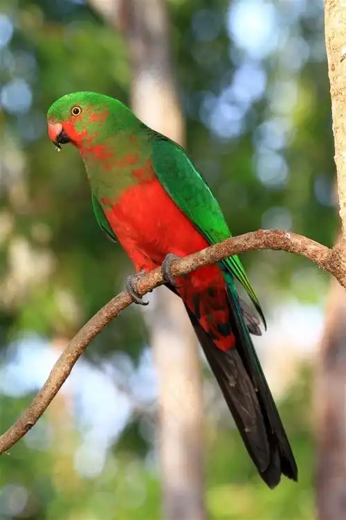 本素材作品名称为鹦鹉特写彩色羽毛摄影图片,素材编号是2704501