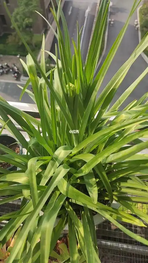 晚香玉花苞泛红的绿樱