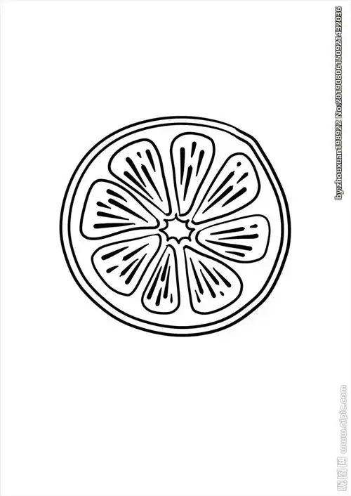 橙子横切图线稿图片
