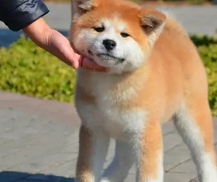 秋田犬在饲养的时候需要注意哪些问题