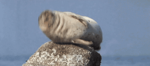 海豹礁石蹦哒蠢萌gif动图_动态图_表情包下载_soogif