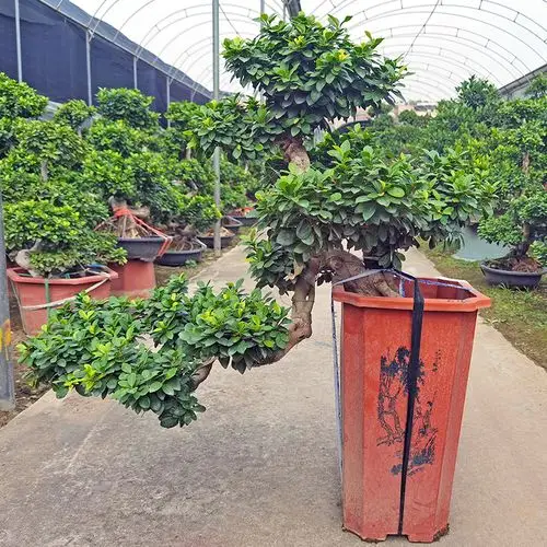 小叶榕树盆景摇钱树人参造型老桩客厅盆栽四季大型绿植