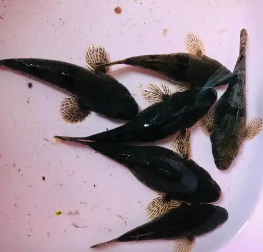 可以养的鲨鱼 观赏鲨鱼种类及图片