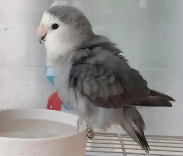 牡丹鹦鹉┃男子汉大墨银