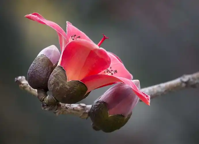 其它 木棉树开英雄花 写美篇  木棉花树高大挺拔,约有7～8层楼高.