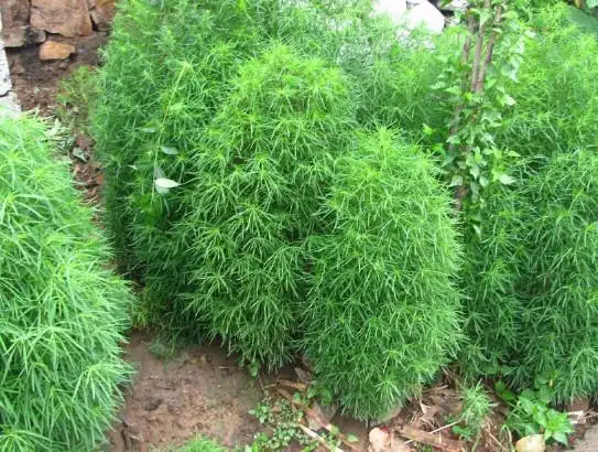 鲁西南方言杂谈-扫帚苗