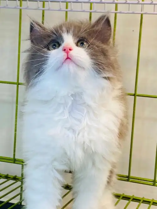 长毛蓝白猫咪高颜值梦中情猫