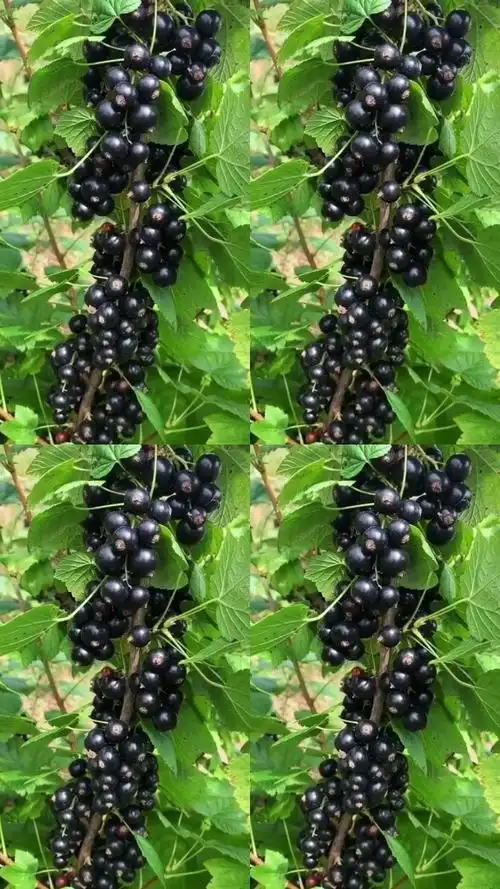 黑加仑葡萄树,喜欢种植的关注