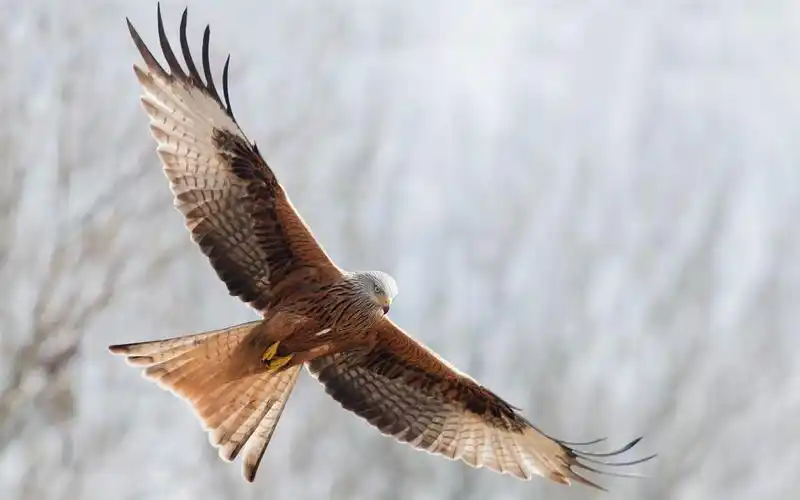 鹰张开翅膀自由飞 壁纸