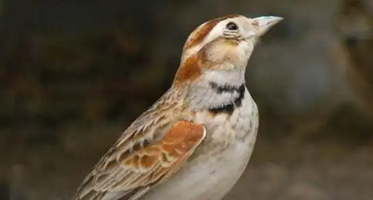 百灵鸟怎样变别公母