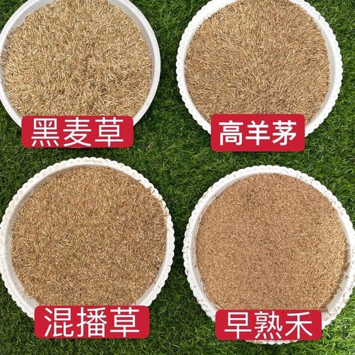 草坪种子四季长青免修剪高羊茅黑麦草庭院草种草籽混播草护坡绿化