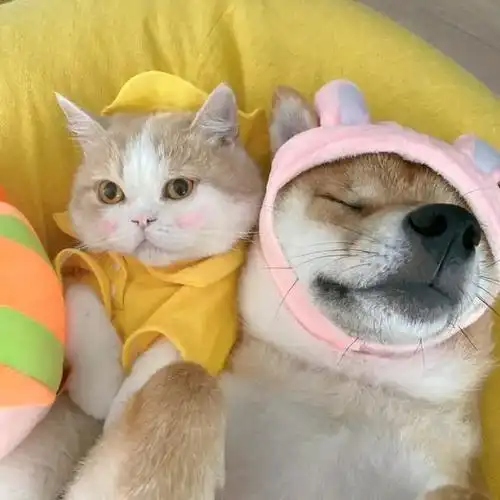 情侣头像一对两张萌宠情侣头像