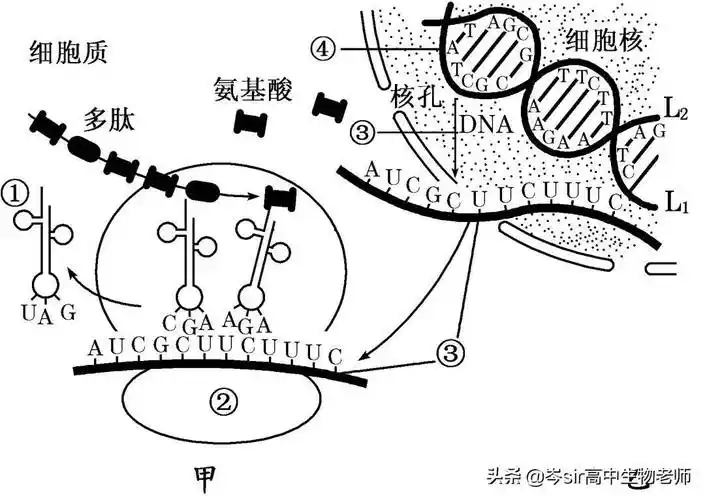 原核生物和真核生物转录翻译过程对比一条mrna可结合多个核糖体,其
