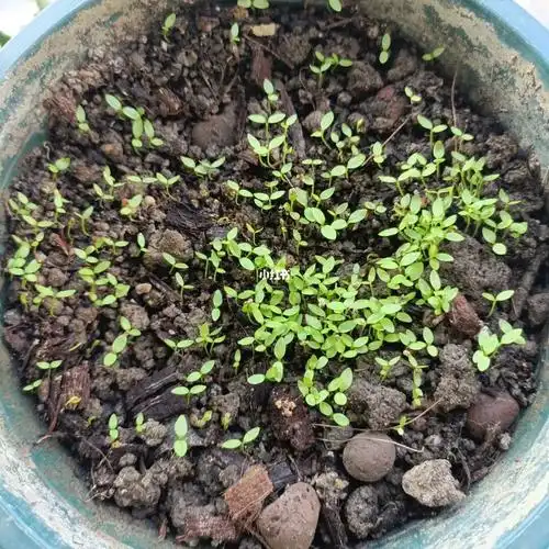 谁说芹菜不容易发芽的