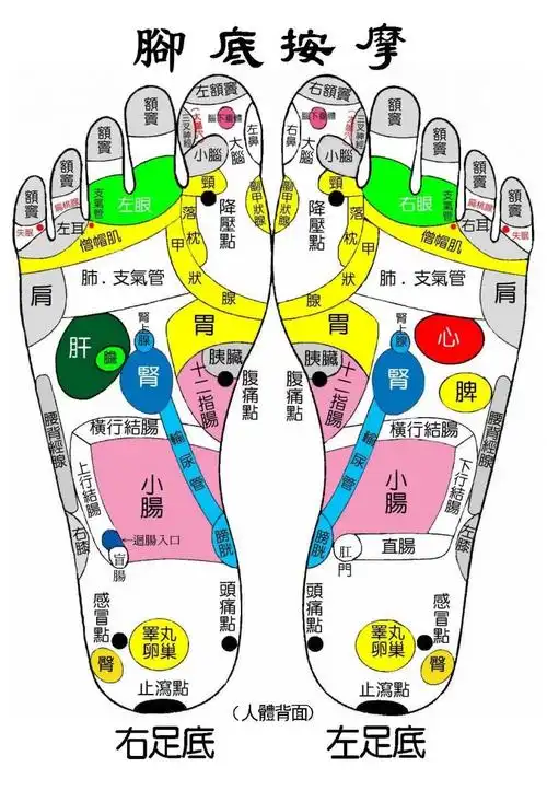脚底按摩调理肠胃法 | 国际香草精油经络学会