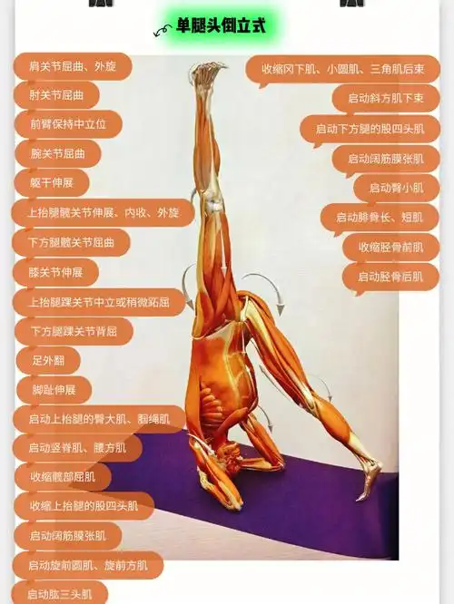 腿倒立有什么好处_躺着倒立腿能减肥吗_每天做腿倒立真的瘦了