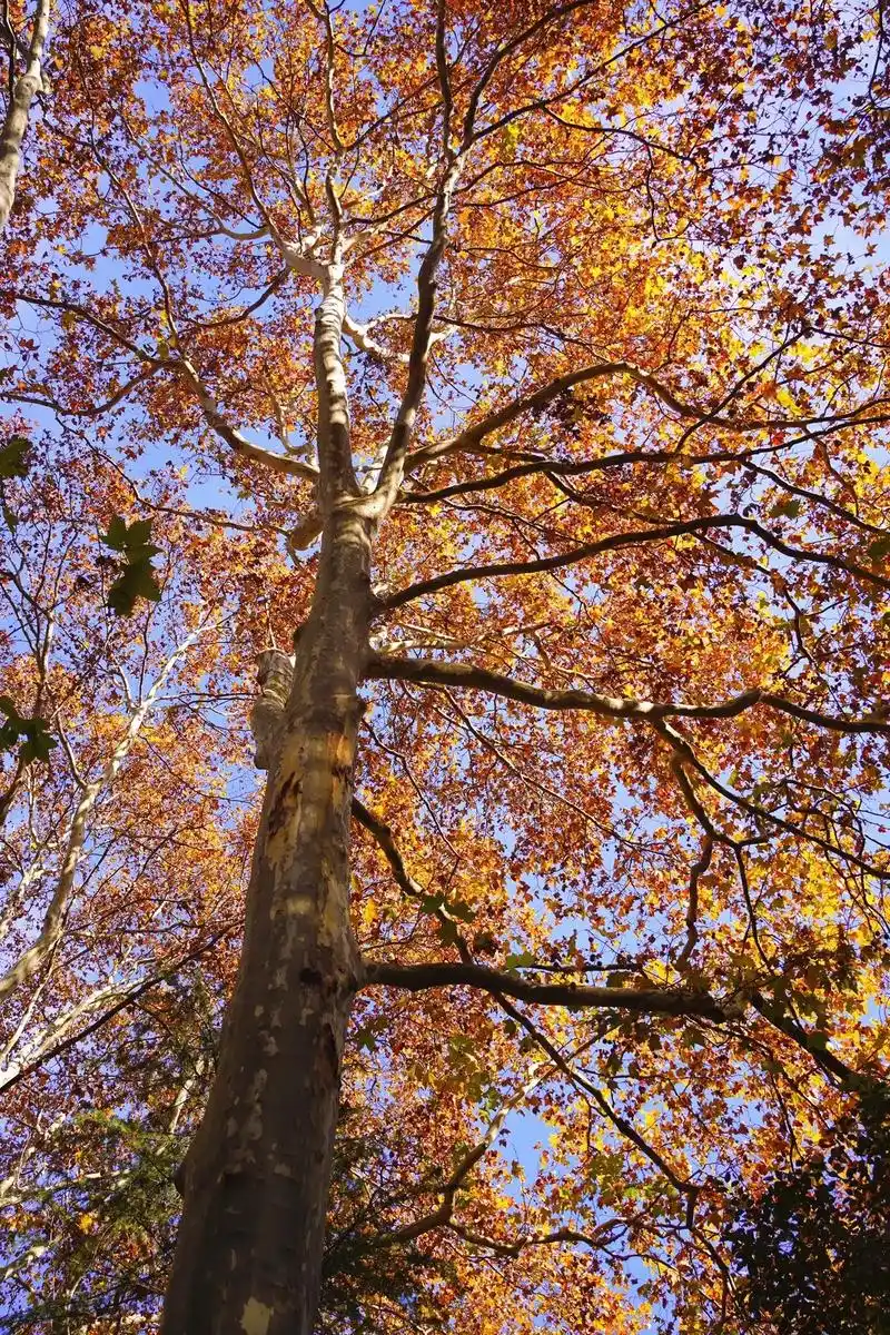 中国梧桐图片 - 抖音