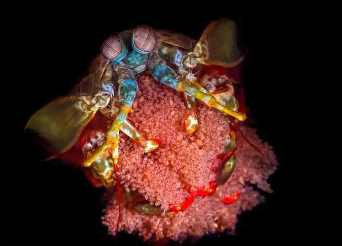 摄影师拍摄皮皮虾产卵虾妈妈怀抱虾卵