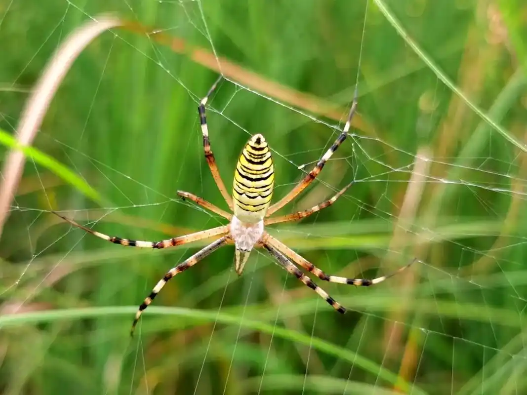 鬼脸蜘蛛 横纹金蛛又名鬼脸蜘蛛,"美人胚子",腹部图案像电影 - 抖音
