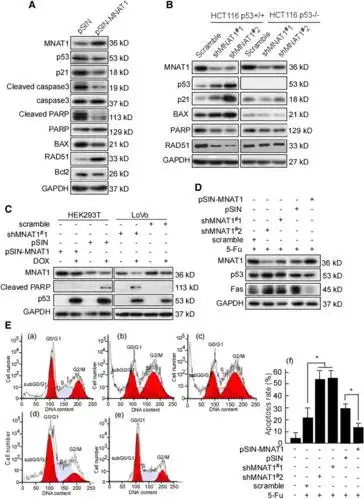 in colorectal cancer and mediates p53 ubiquitin-degradation to