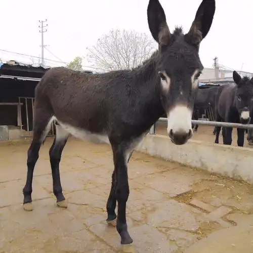 头可售)买家服务支付方式活禽交易请遵守各地活禽交易法律法规和屠宰