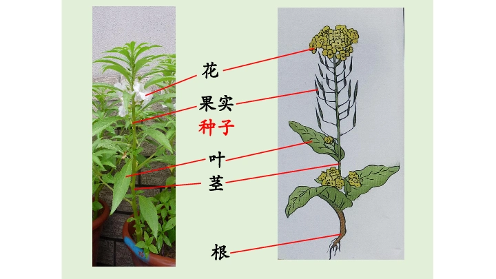 教科版四年级下册21油菜花开了课件共20张ppt