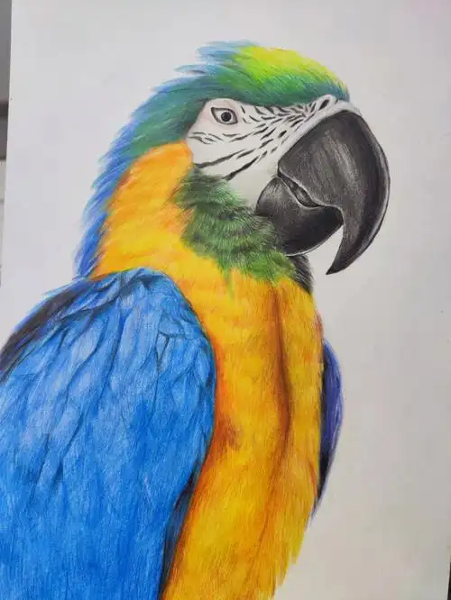 彩铅鹦鹉