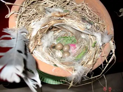 麻雀蛋人能吃吗?有什么好处?