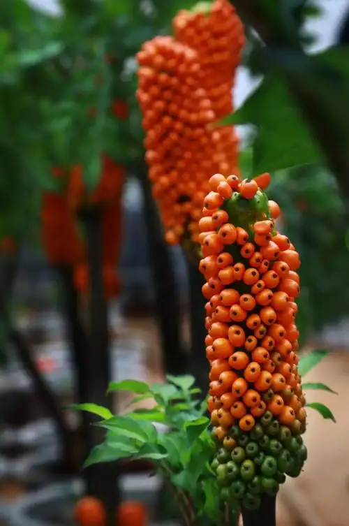 富源神奇魔芋花开