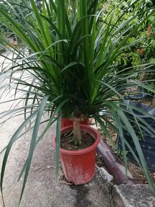 龙须树的养殖方法和注意事项(龙须树的养殖方法和注意