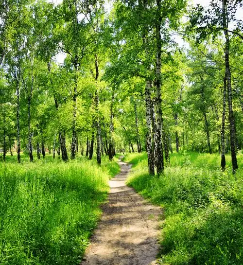 桦树,树林,晴朗,绿色,木头,夏天,春天