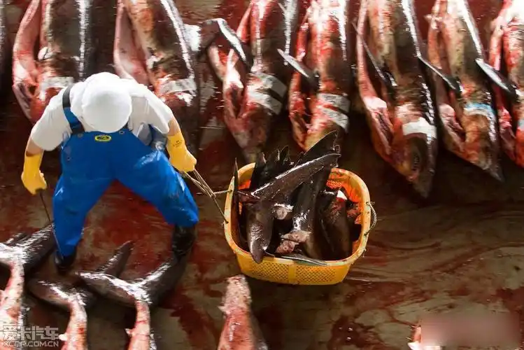 工人们用黄色的小塑胶篮子装被割下的鱼鳍,这些篮子很快就会装满,然后