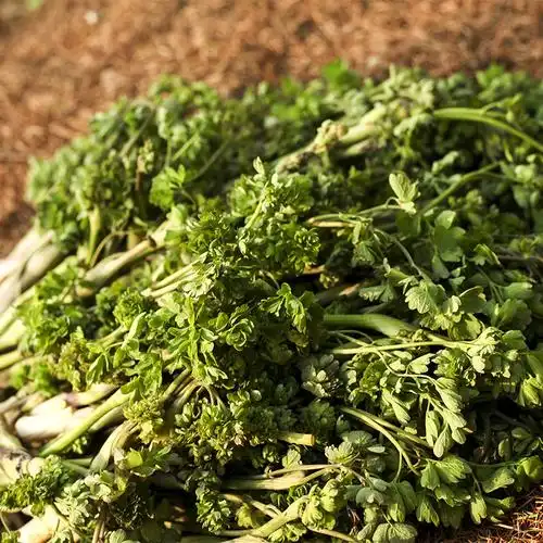 东北北山山野山野菜菜猫爪子野菜新鲜酱菜500克其它